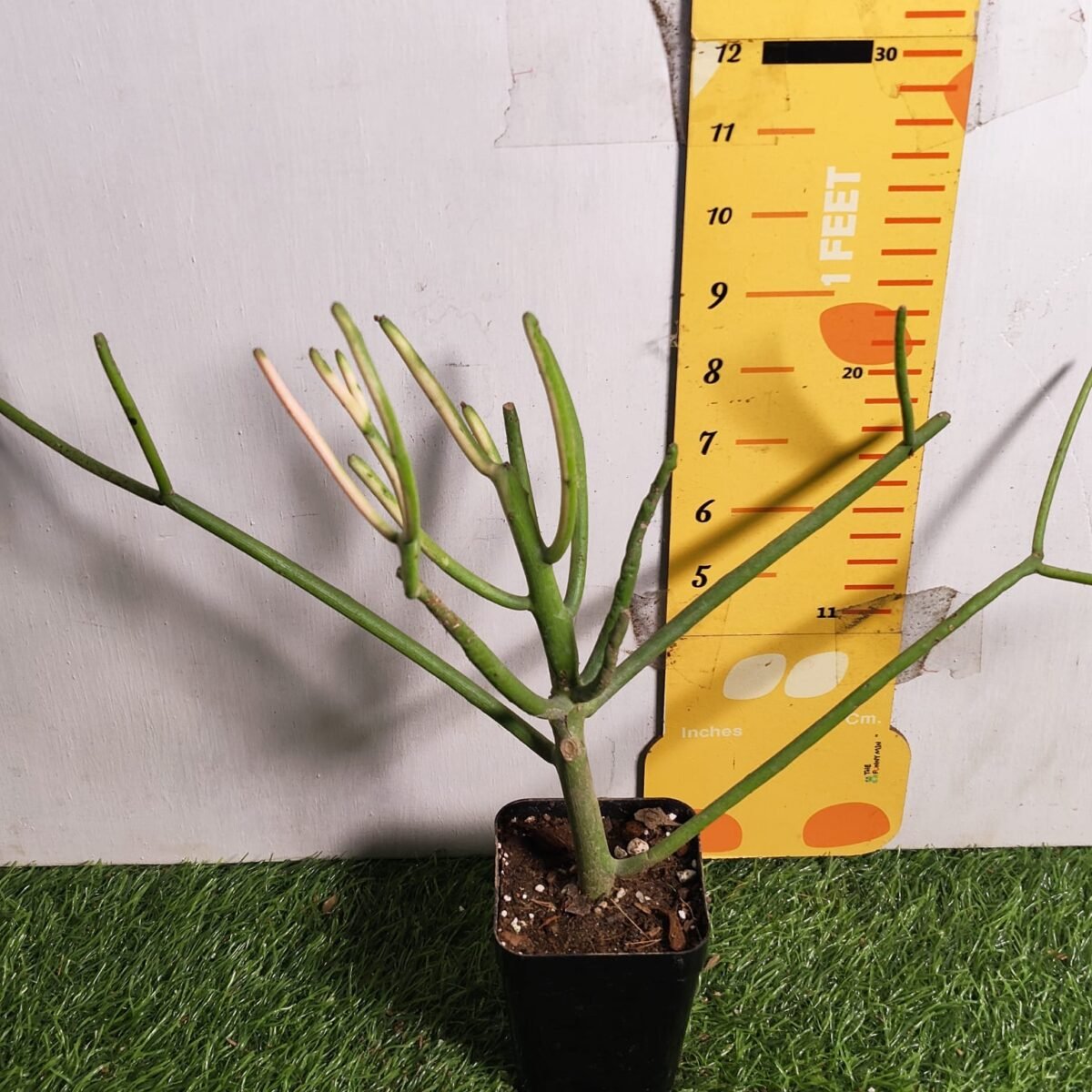 Euphorbia Tirucalli/ Fire Stick (Sticks on Fire/Red Pencil Cactus) Plant - Image 21
