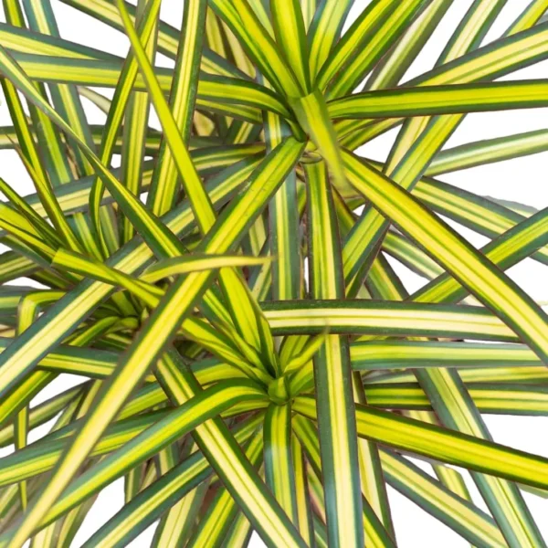 Dracaena Marginata Sunray - Image 6