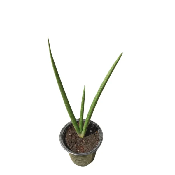 Sansevieria Cylindrica 'Patula - Image 4