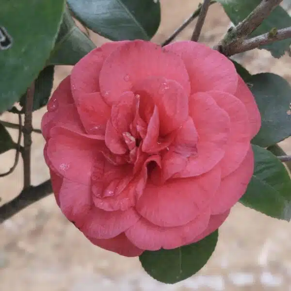 Camellia Japonica 'Pink'- Stunning Flowering Shrub with Pink Blooms - Image 8