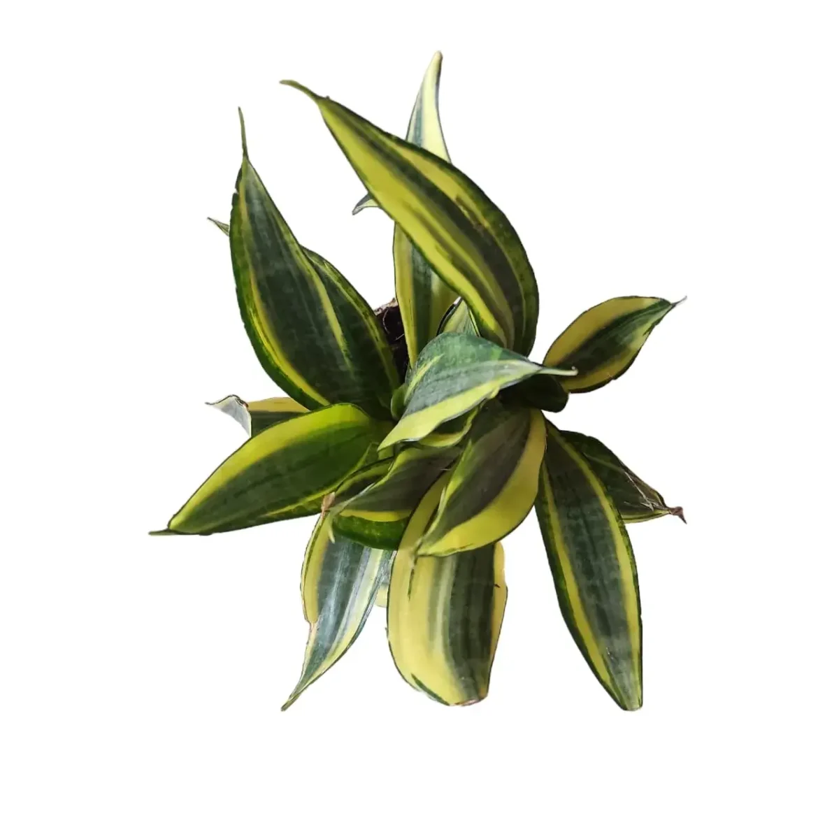 sansevieria standort Bogenhanf Sansevieria  Luftreinigende Zimmerpflanze 17 cm