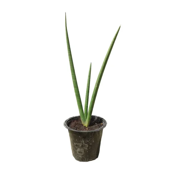 Sansevieria Cylindrica 'Patula - Image 5