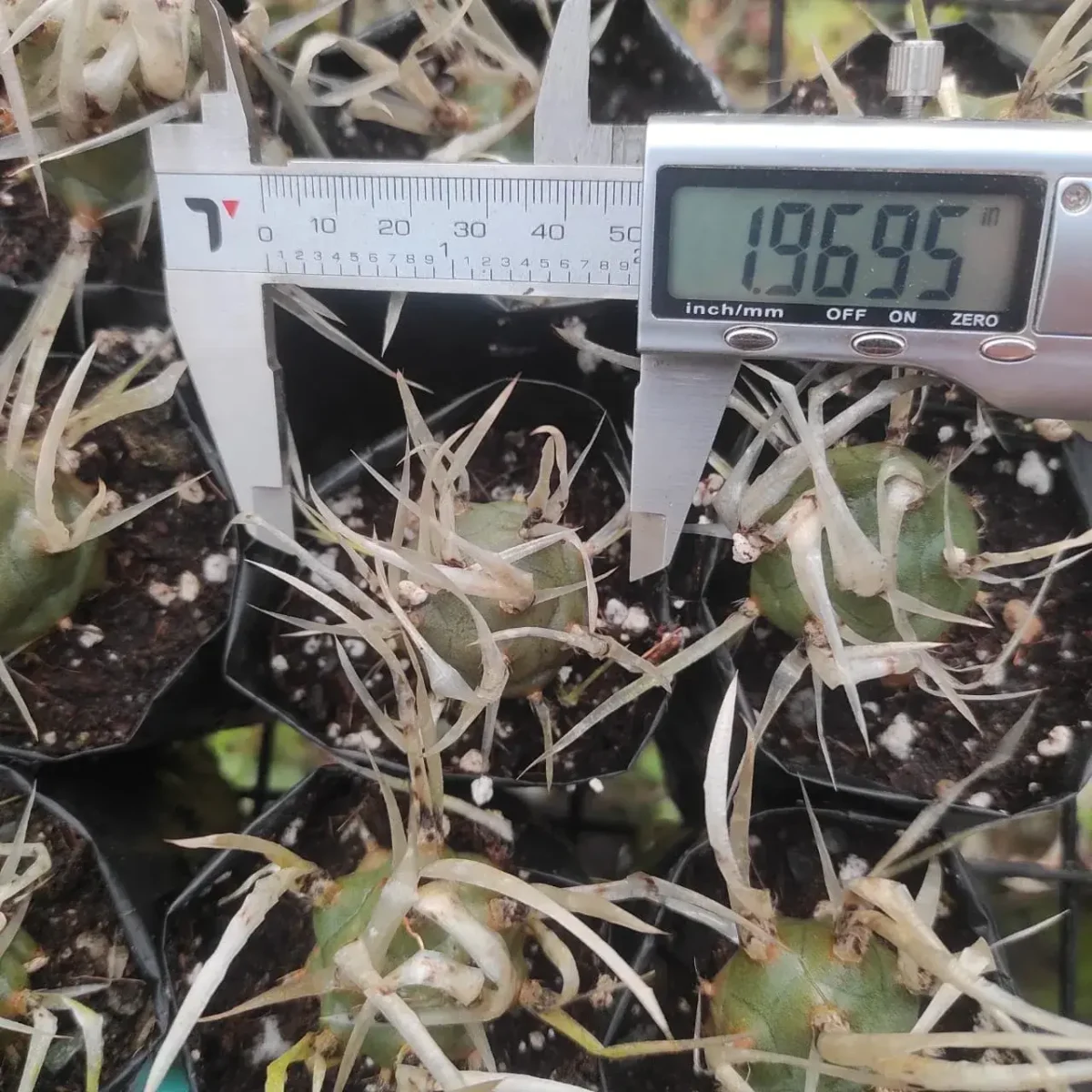 Tephrocactus articulatus v. papyracanthus (Paper Spine Cactus) - Image 3