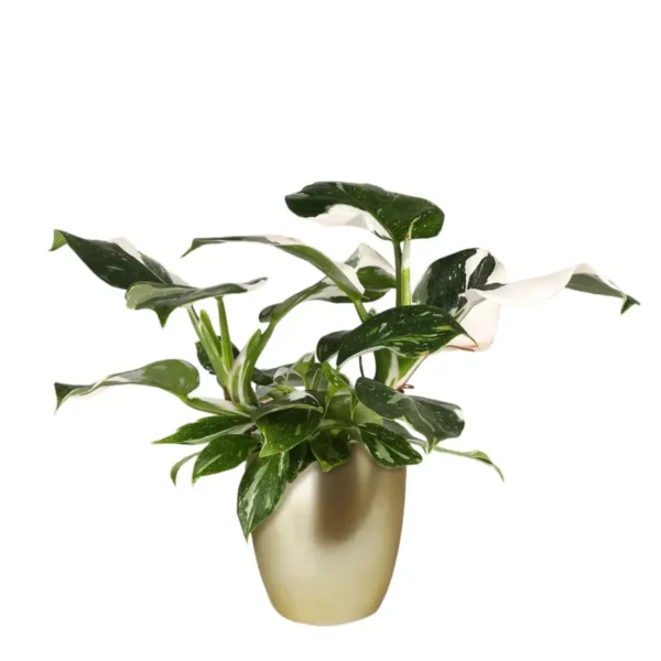 Philodendron White Wizard - Image 7