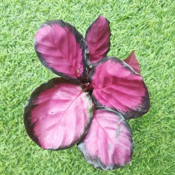 Calathea Picturata Crimson - Image 3
