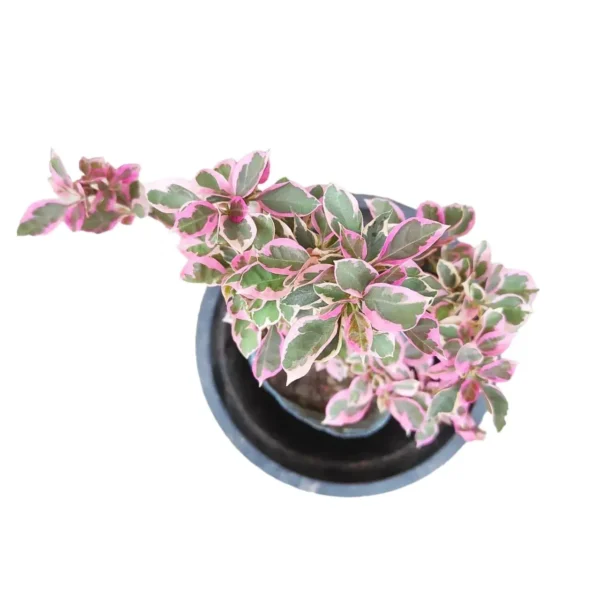 Bougainvillea (Paperflower)