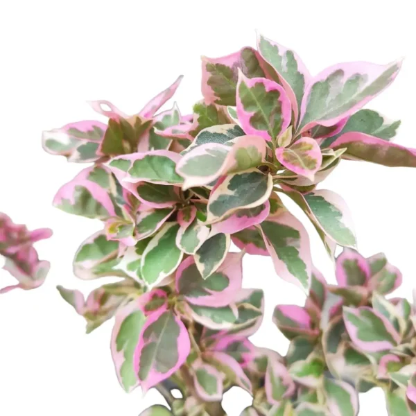 Bougainvillea (Paperflower) - Image 2