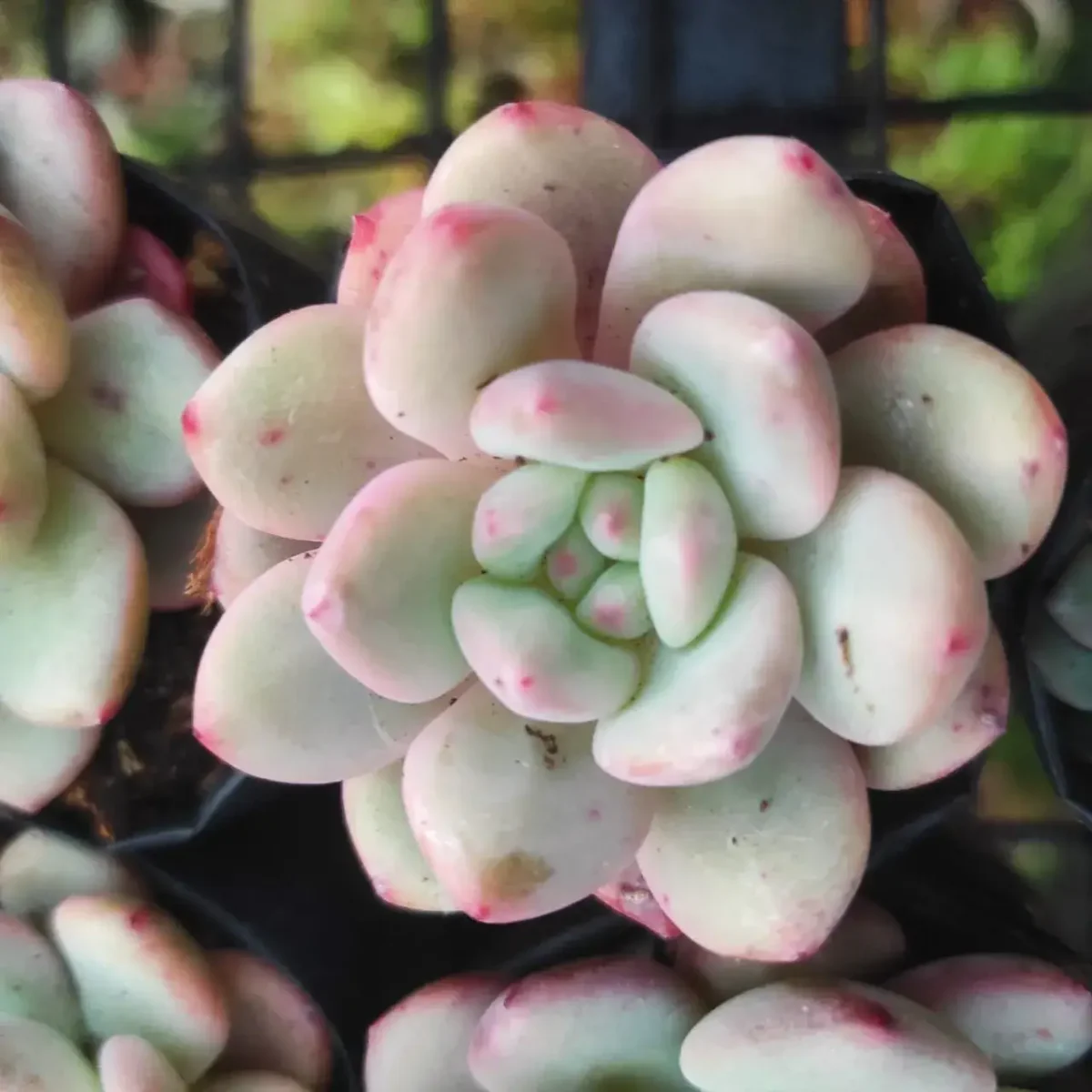 Echeveria Laui hybird - Image 2