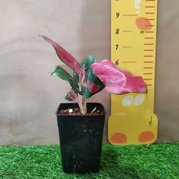 Aglaonema Thailand Red (Super Red) Live Plants - Image 4