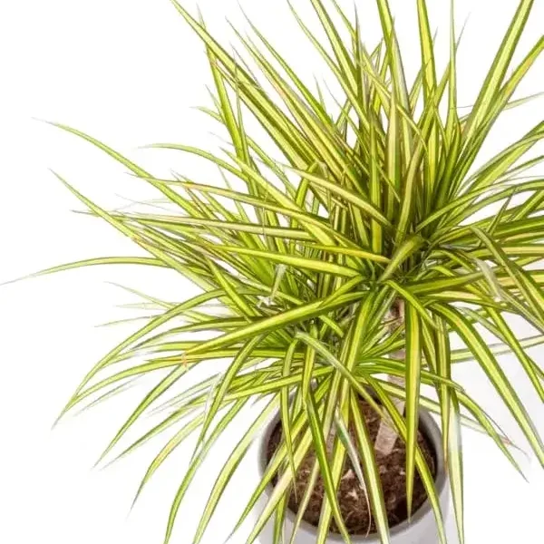 Dracaena Marginata Sunray - Image 2