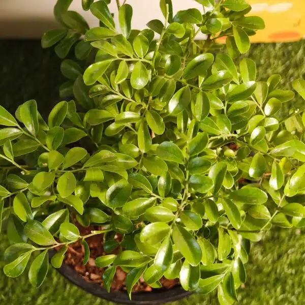 Dwarf Madhu kamini (Murraya Paniculata) Thai Variety - Flowering/Ornamental Live Plant - Image 9