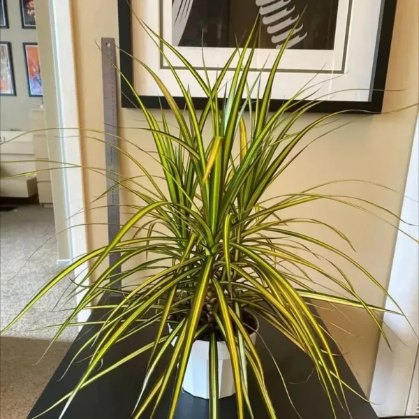 Dracaena Marginata Sunray - Image 9