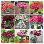 Adenium Obesum -Desert Rose- Single/semi double flowering Plants