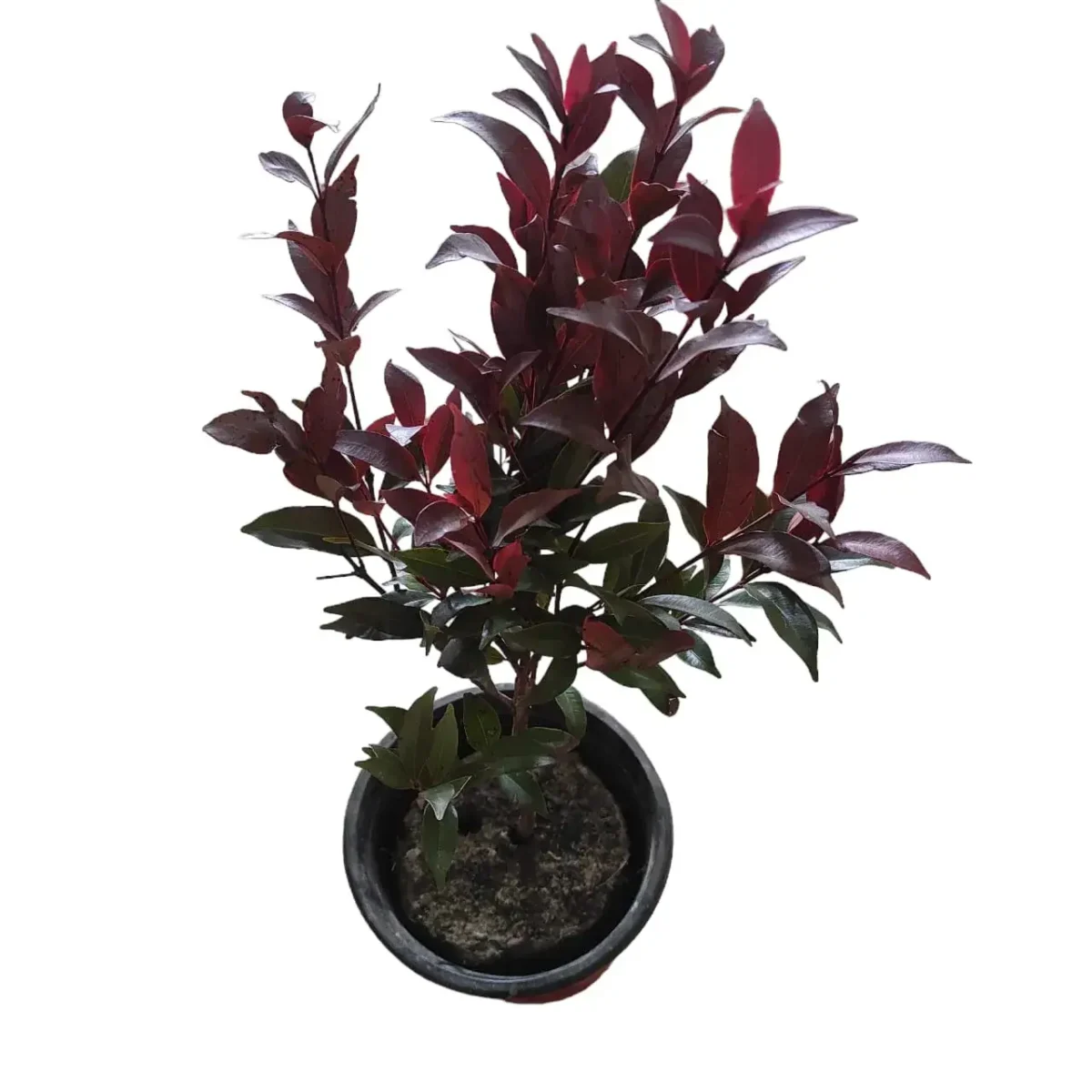Syzygium Campanulatum Chocolate (Eugenia) - Ficus Christina Plant - Image 4