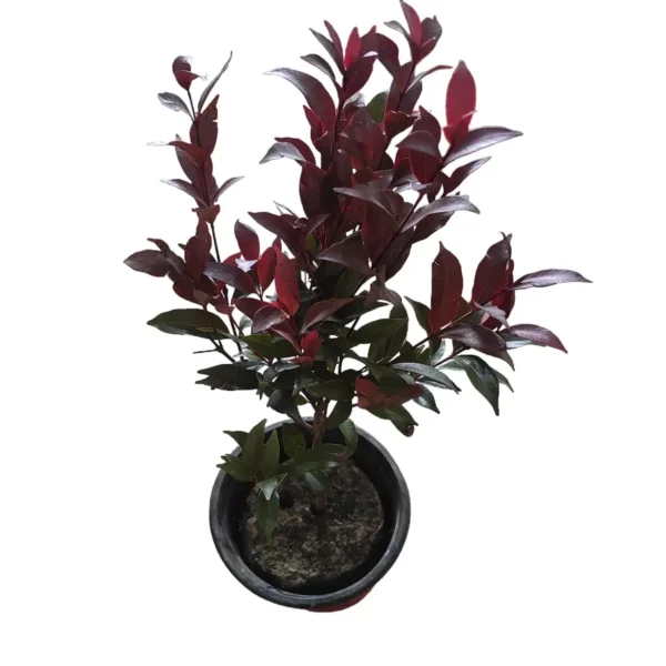 Syzygium Campanulatum Chocolate (Eugenia) - Ficus Christina Plant - Image 4