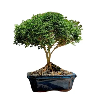 Dwarf Madhu kamini (Murraya Paniculata) Thai Variety – Flowering/Ornamental Live Plant