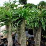 Pachypodium lamerei Madagascar Palm