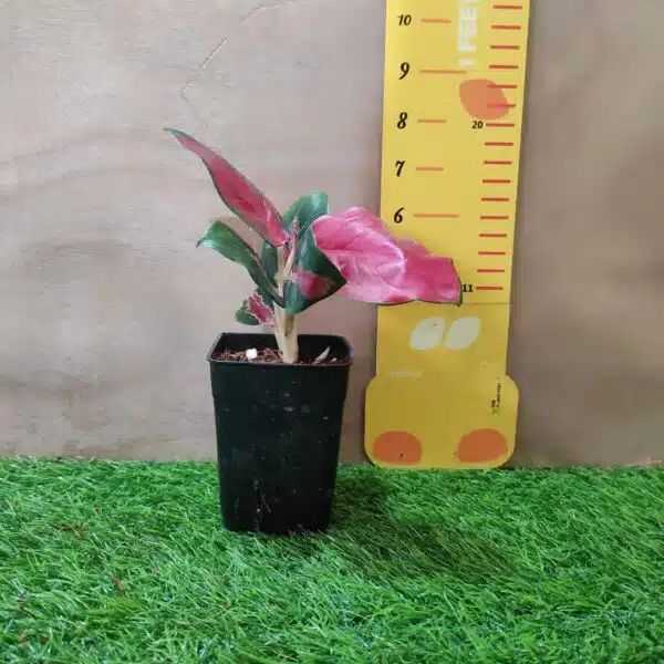 Aglaonema Thailand Red (Super Red) Live Plants - Image 5