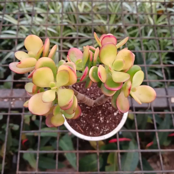 Kuberaksha 'Crosby's Compact' (Crassula ovata dwarf Jade) - Image 9