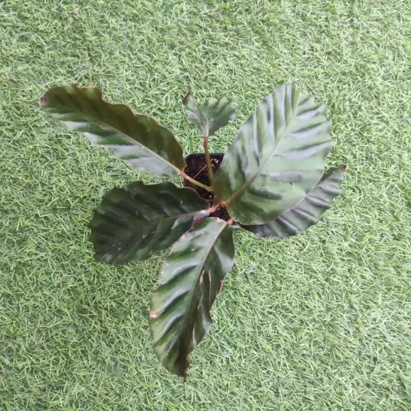 Calathea (Goeppertia) gandersii - Image 3