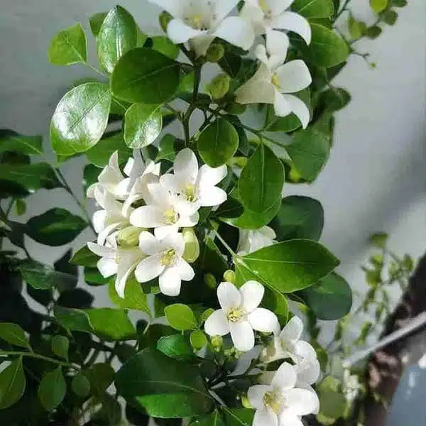 Dwarf Madhu kamini (Murraya Paniculata) Thai Variety - Flowering/Ornamental Live Plant - Image 15