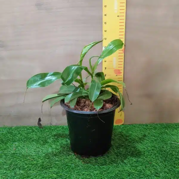 Pitcher Plants-Monkey Cups-Nepenthes - Image 2