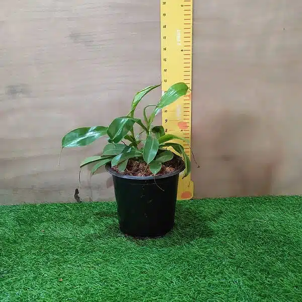 Pitcher Plants-Monkey Cups-Nepenthes - Image 3