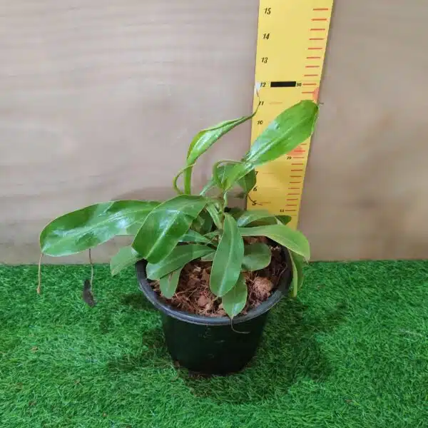 Pitcher Plants-Monkey Cups-Nepenthes - Image 4