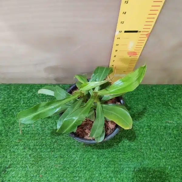 Pitcher Plants-Monkey Cups-Nepenthes - Image 5