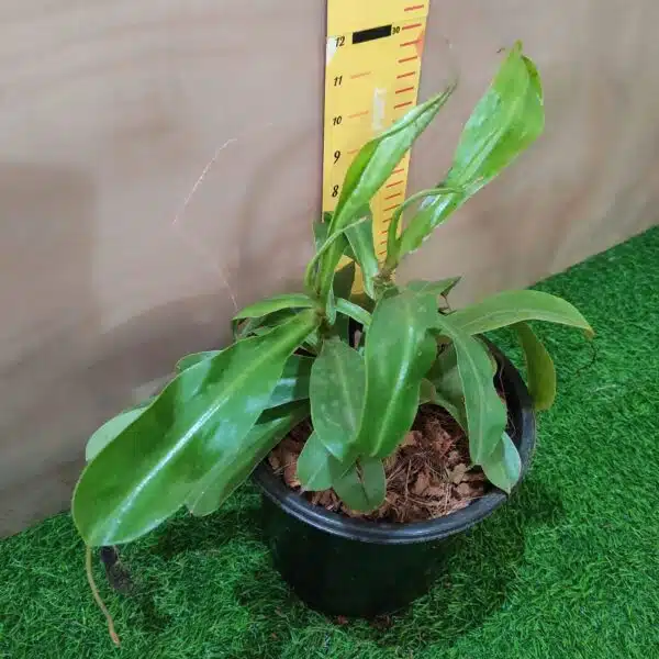 Pitcher Plants-Monkey Cups-Nepenthes - Image 6