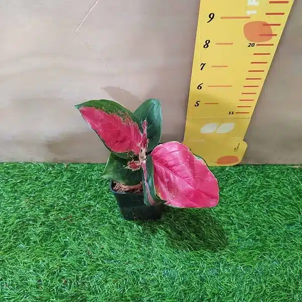 Aglaonema Thailand Red (Super Red) Live Plants - Image 7