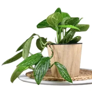Monstera sp. Peru (Green Galaxy Monstera/Monstera Karstenianum)