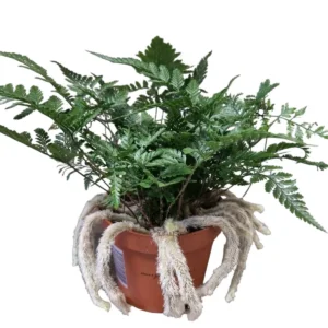Rabbit’s Foot Fern (Davallia fejeensis)