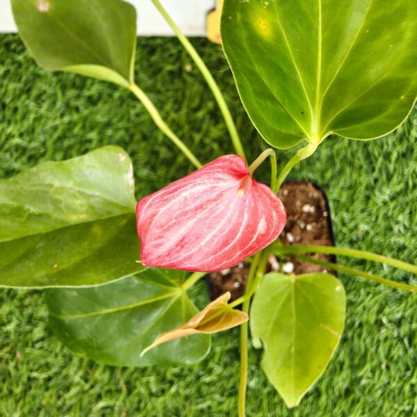 Anthurium andraeanum 'Livium' - Image 8