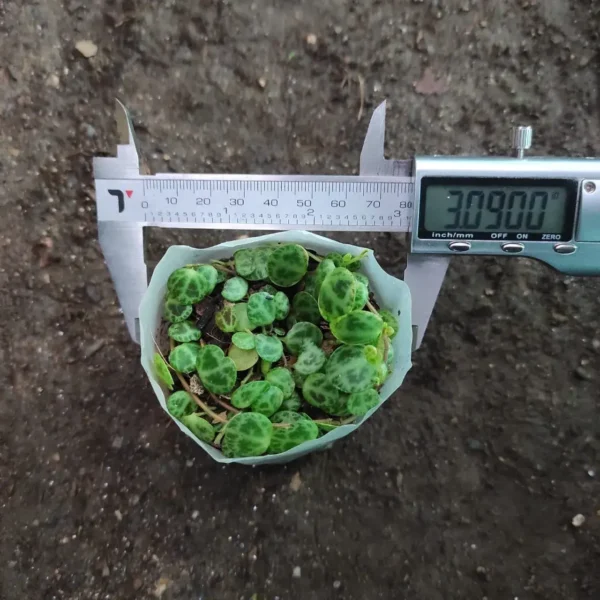 String of Turtles (Peperomia Prostrata) - Image 3
