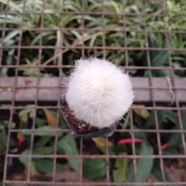 Austrocephalocereus dybowskii (Cephalocereus/Cereus dybowskii) - Image 4