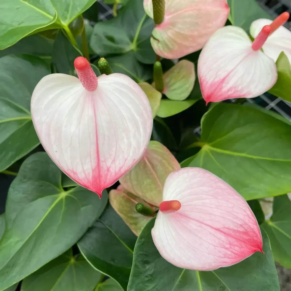 Anthurium Princess Amalia Elegance - Image 3