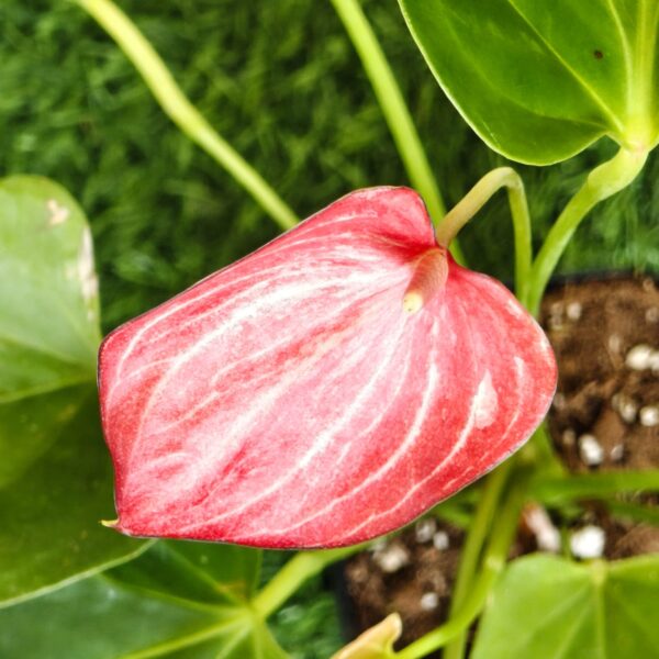 Anthurium andraeanum 'Livium' - Image 9