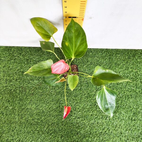 Anthurium andraeanum 'Livium' - Image 7