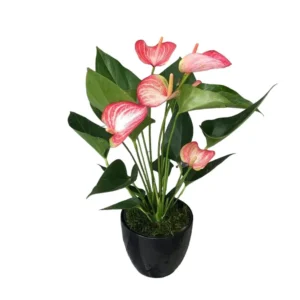 Anthurium andraeanum ‘Livium’