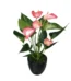 Anthurium flowering plants