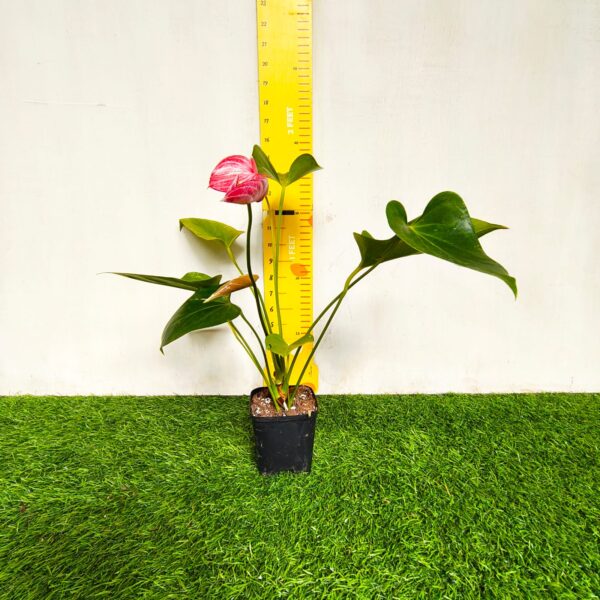 Anthurium andraeanum 'Livium' - Image 2