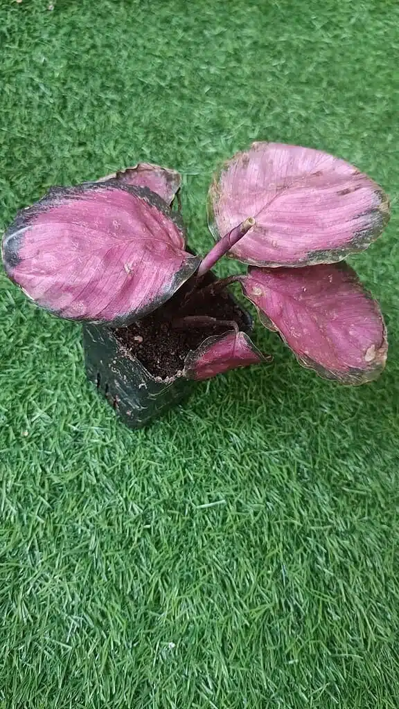 efeutute garten Efeutute XL Duo
