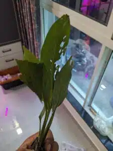 Air Purifying Plants