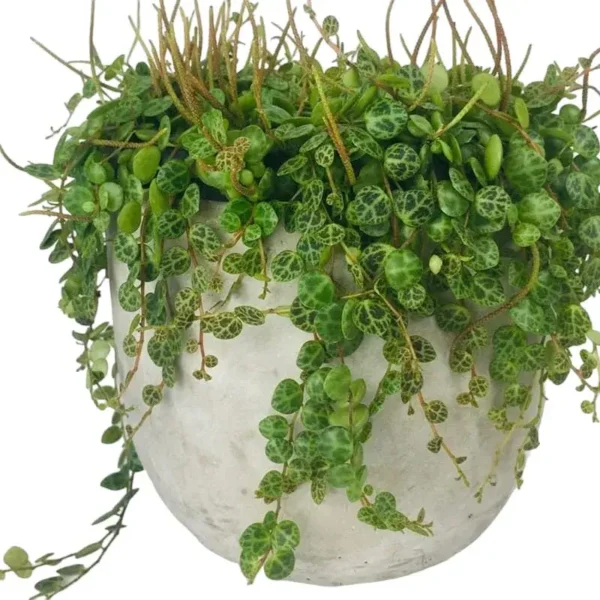 String of Turtles (Peperomia Prostrata) - Image 9