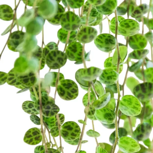 String of Turtles (Peperomia Prostrata) - Image 5