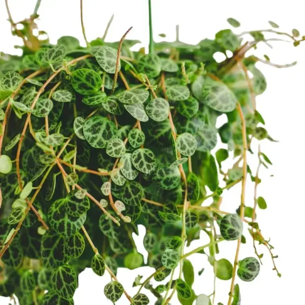 String of Turtles (Peperomia Prostrata) - Image 6