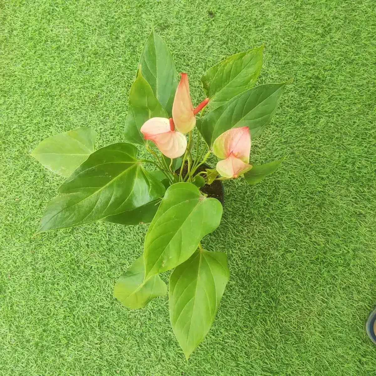 Anthurium Princess Amalia Elegance - Image 8