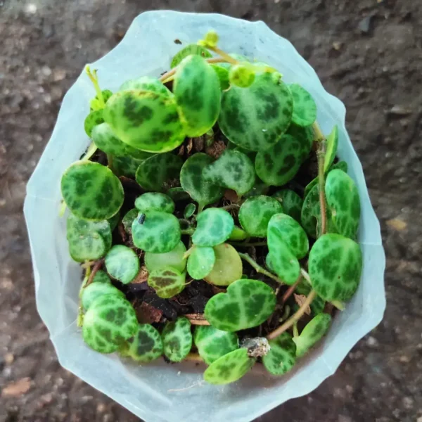 String of Turtles (Peperomia Prostrata) - Image 2