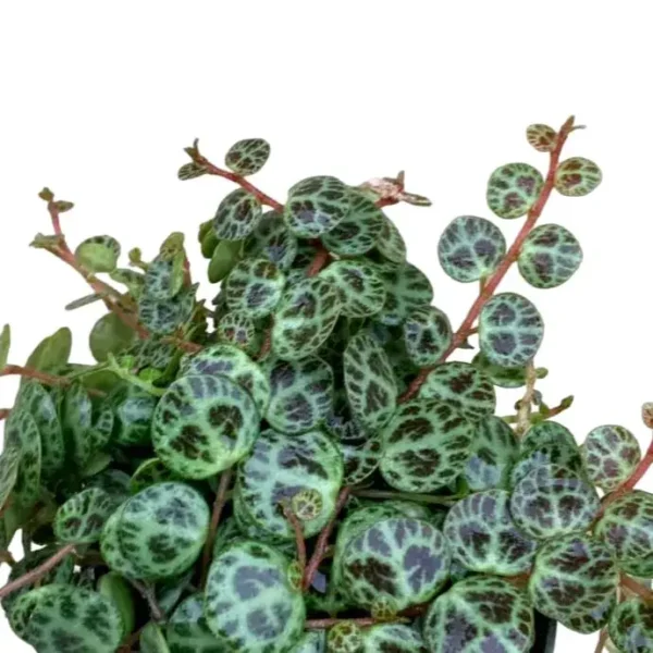 String of Turtles (Peperomia Prostrata) - Image 7